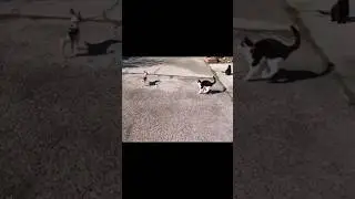 Gidget And The Cats Get Around - Fumbles, Ray Ray And Sheba - In Order Of Appearance
