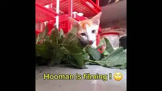 Cat eats vegetables🌱 #vegetables #vegetarian #green #cat #funnycat #funnyshorts #vegg  #veggielover