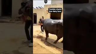 murha buffalo big udder 👌