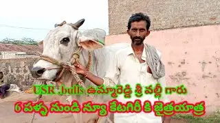 USR.bulls జైత్రయాత్ర సాగిస్తున్న ఉమ్మారెడ్డి శ్రీ వల్లీ గారు #ongole bulls