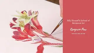 Kangaroo Paw Preview with Billy Showell's School of Botanical Art