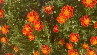 #marigold #Full Bloom Magic: My Marigold Pot Overflowing with Flowers #new #viralvideo #likes #views