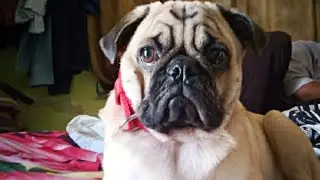 #pug #guardingdog #alertdog Beware of dog Beware of Coco 😎🔥