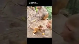 Monkey 🐒 Comedy | Animal🐵 Comedy | DM comedy|