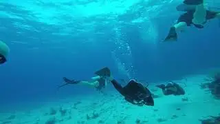 Cozumel Blue Magic Scuba 2025