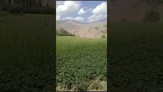 Бадахшони нозанин