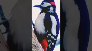 #greatspottedwoodpecker #woodpecker #birds #4k #nature #wildlife #nj4d #forest