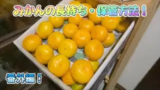 みかんの長持ち・保管方法❣