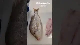 spangled emperor #shorts #youtubeshorts #india #usa #cuttingfish #shorts