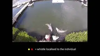 For Dolphins, 