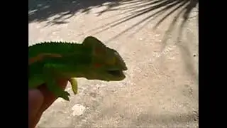 Pet Chameleon Catching Flies