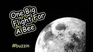 BeeBusinessBee Celebrating 50 Years Since the Moon Landing