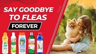 Best Flea Shampoo For Dogs - Keep Your Dog's Coat Clean and Flea-Free
