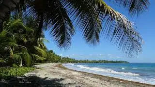 Caribbean dream beach, palm tree beach, sound of  waves, Anse de Sable in Morne Rouge (Guadeloupe)