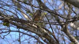 🧡 Rufous Treepie &ndash; The Smart & Playful Bird of Indian Forests | Real Wildlife Moments