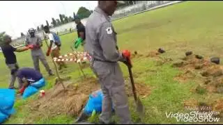 tree planting1