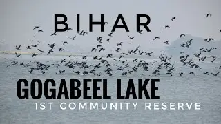 Gogabeel Lake : Bihar's First Community Reserve #gogabeellake #birders  #blissfulbihar #localtrek
