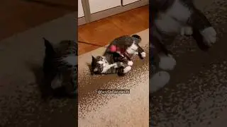 💥 Cat Play Time 🐱 #cat #shorts