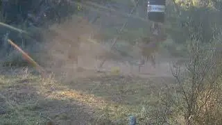Trail Cam Encounters with Ambient Country Music | Deer, Turkeys & Hogs (Part 2)