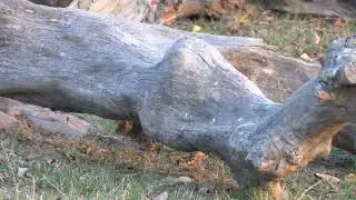 Wild Cat Hunting in Nature | Stealth and Speed | Wildlife 4K