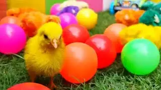 World's Cute Chicken, Colorful chicks