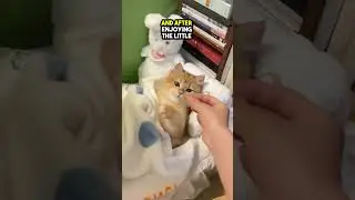 Это самый ИЗБАВЛЕННЫЙ кот, которого вы когда-либо видели 😲❤️
