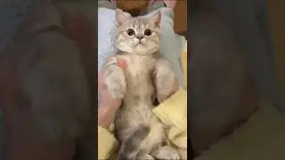 Cats Are More Unique Than You Think! 🐈💡