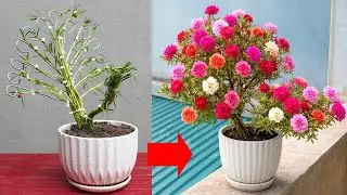 Peacock Shaped Moss Rose Pot with Stunning Bloom Display