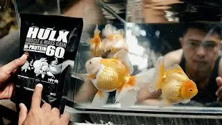 FV VLOG #034: HULX Muscle & Mass Gain Thailand Premium Fish food