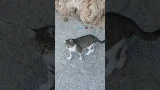 Эти барбосы всегда на своём месте 💁😉 #morning #motivation #funny #cat #приколы #котики #улыбнись