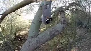 Ojibwa bird snare Part 2 (with caught bird!)