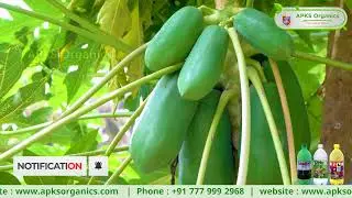 Papaya Online Farmer Mr. Manjesh giving feedback about our Products