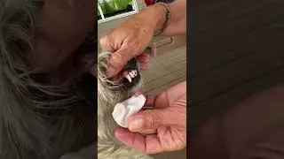 Dog Dental Wipes Wellness Wednesday Becky&rsquo;s Pet Care