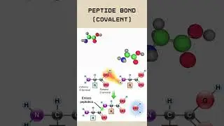 Primary Structure of Protein | CSIR NET Biochemistry Quick Revision