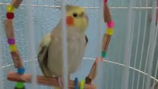 Paçoquinha e cacau 