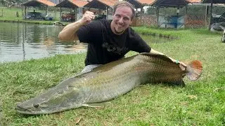 Big Arapaima in Brasil 🇧🇷 