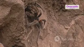 16 Million Year Old Giant Spider Fossil Found &ndash; Could It Have Hunted Dinosaurs?