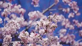Cherry Blossom Relaxing Music For Stress Relief, Relaxation, Meditation, Inner Peace
