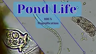 Microscopic Life 12/28/2025