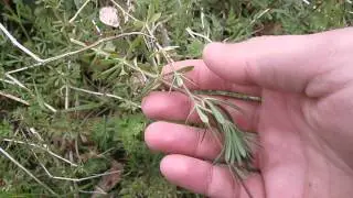 goose weed or sticky weed aka Cleavers