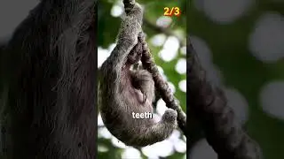 Animals that accidentally kill themselves☠️