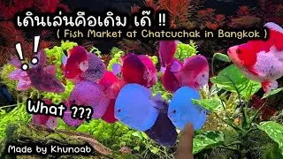 เดินเล่นคือเดิม เด๊ !!!! | Fish Market at Chatuchak in Bangkok ❤️