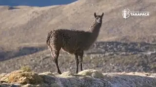 Andes Mountains Charango Adventure - Tarapac&aacute; Goverment Short Film