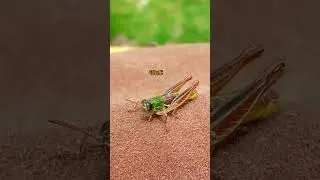 saltamonte en Per&uacute; #shorts #insectos #hermoso #saltamontes