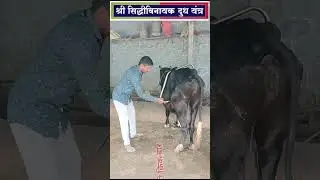 ANTI KICK BAR  |  Shri Siddhivinayak Milking Machine #shorts