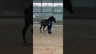 Playful Horse Running After a Girl