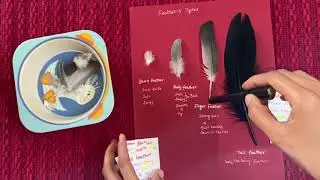 All About Birds | All About Bird&rsquo;s Feather | Bird Unit study | Mumma Studio by Preethi