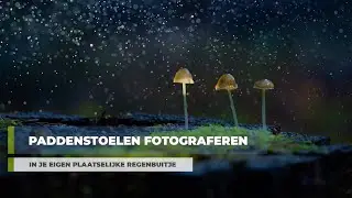 Paddenstoelen fotograferen in je eigen plaatselijke regenbuitje