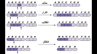 الاختلالات الوراثية في العلوم الحياتية للصف الثاني عشر/ العلمي