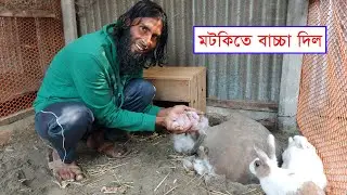 খরগোশ মাটির মটকিতে বাচ্চা দিল || The rabbit gave birth to the baby in the pot